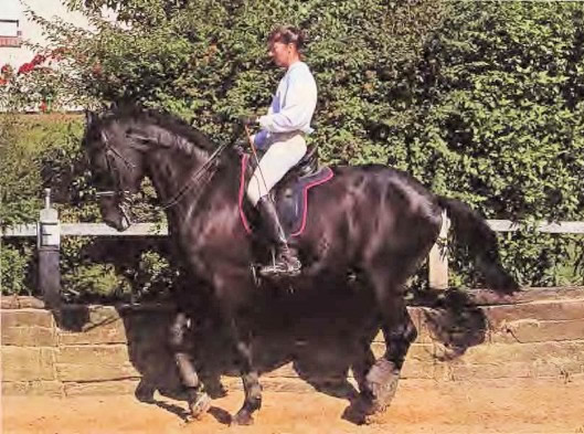 Montégo, 6 ans. Dix-huit mois de dressage.